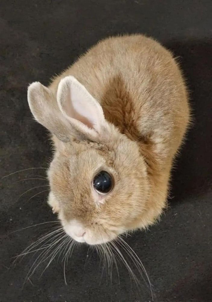 An adorable brown bunny looking up towards the camera. I’m not sure who the original owner is, picture came from a daily bunny account on Twitter 