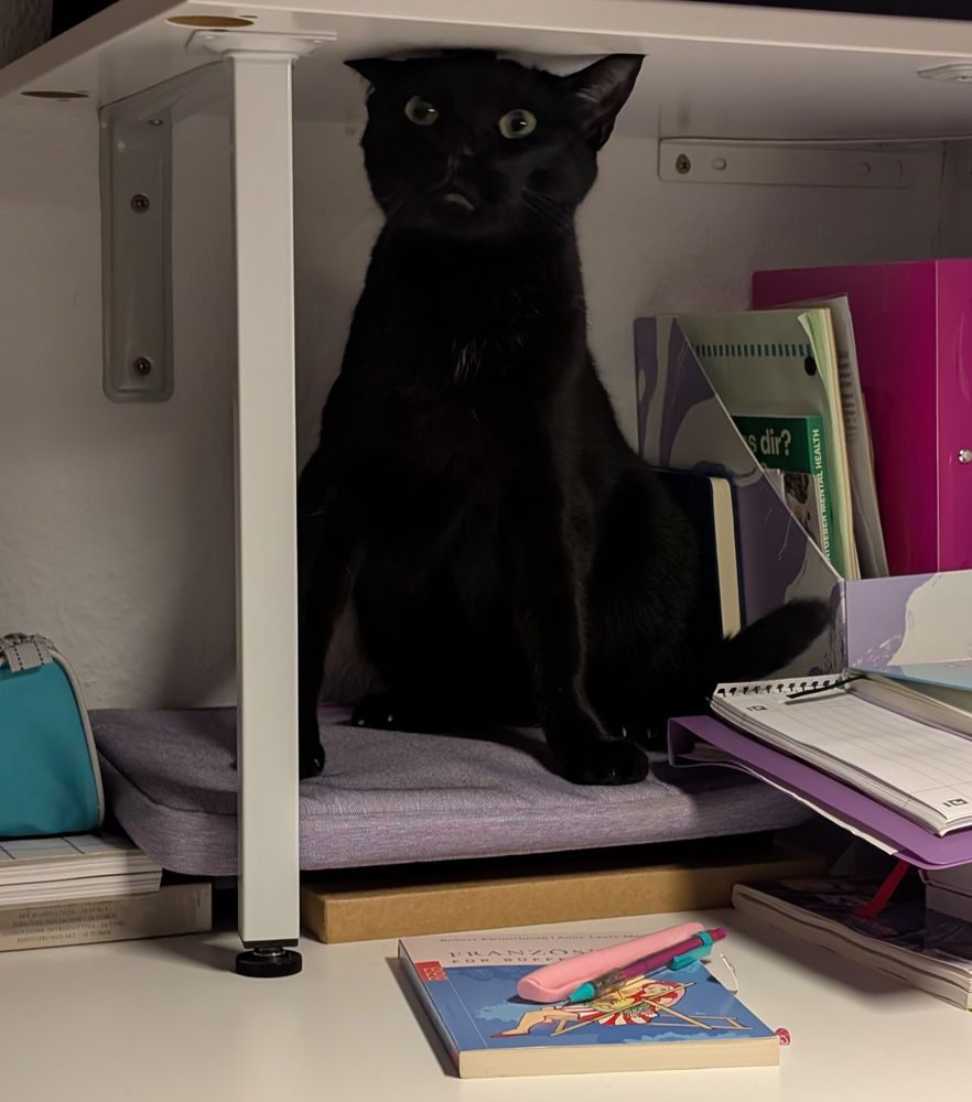 Katze sitz unter einem Regalbrett auf einer lilanen Laptoptasche und Büchern. Sie sitzt komisch und drückt ihren Kopf and das Regal