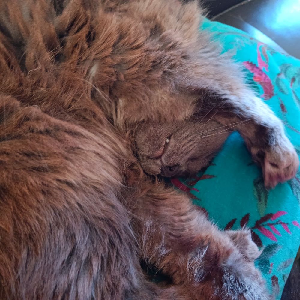 Gray floof sleeping with his arms out over his head with a hint of teef.