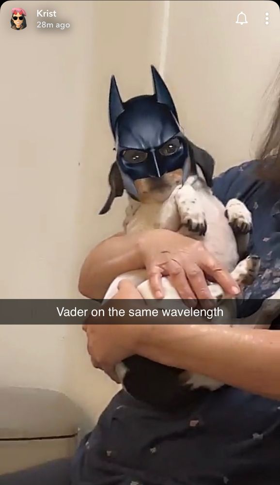 Vader (a black and white dachshund) with a Snapchat filter of Batman’s mask on his face. Held by my mom.