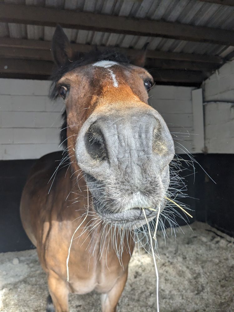 Horse sticking its nose in the camera