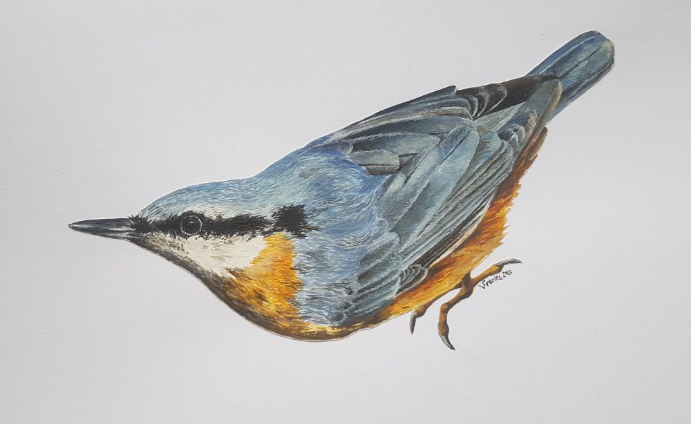 Painting of a nuthatch