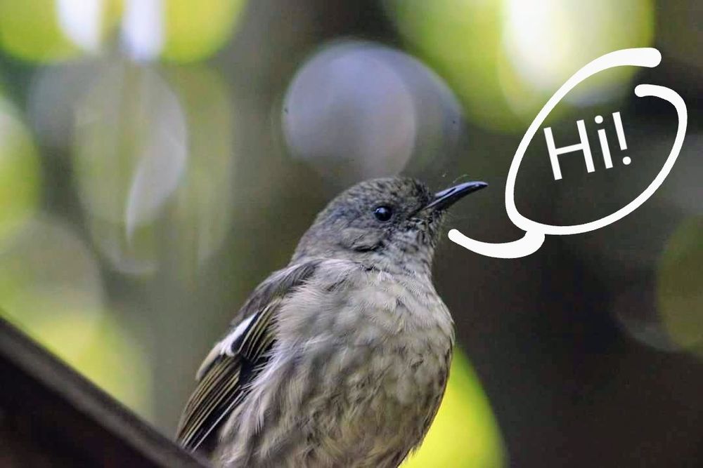 Bird saying hi