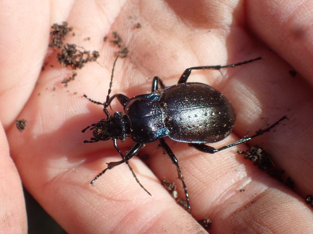 A "bronze carabid" in the palm of someone's hand, it's a few cm long and black. It also has noticible mandibles which is what pinched me. I'm jealous this person got to pick this beetle up for a photoshoot when I couldn't pick one up to save it from being squished. 