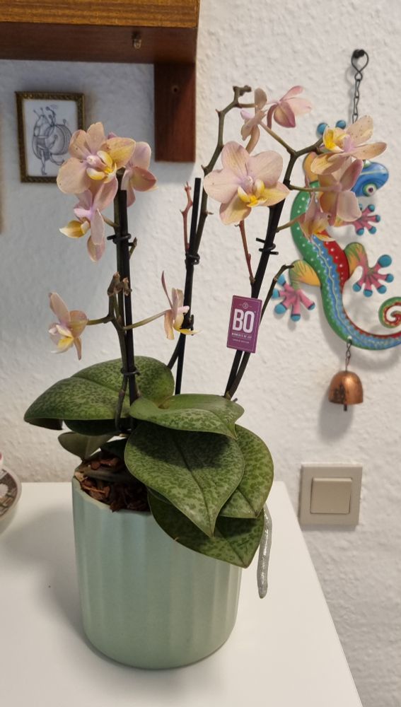 The whole orchid sitting on my dresser. It's in a light green pot and has around 10 flowers. 