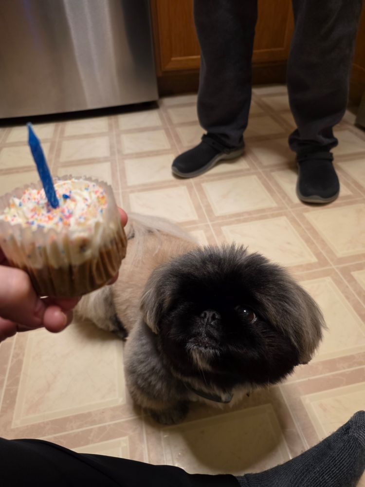 A Pekingese looks longingly at a birthday cupcake with an unlit candle in it