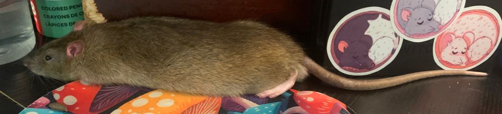 a long brown rat stretched out from nose to tail