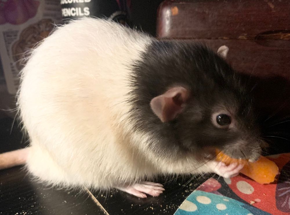 a hooded dumbo rat eating a baby carrot