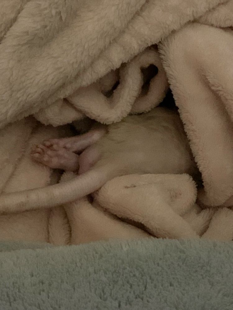 rex rat beemis is curled up inside a pink blanket. only his feet and tail can be seen poking out from the blanket cave