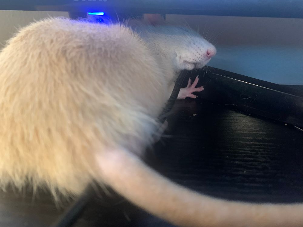 a blonde rat sleeping, camera angled from his backend
