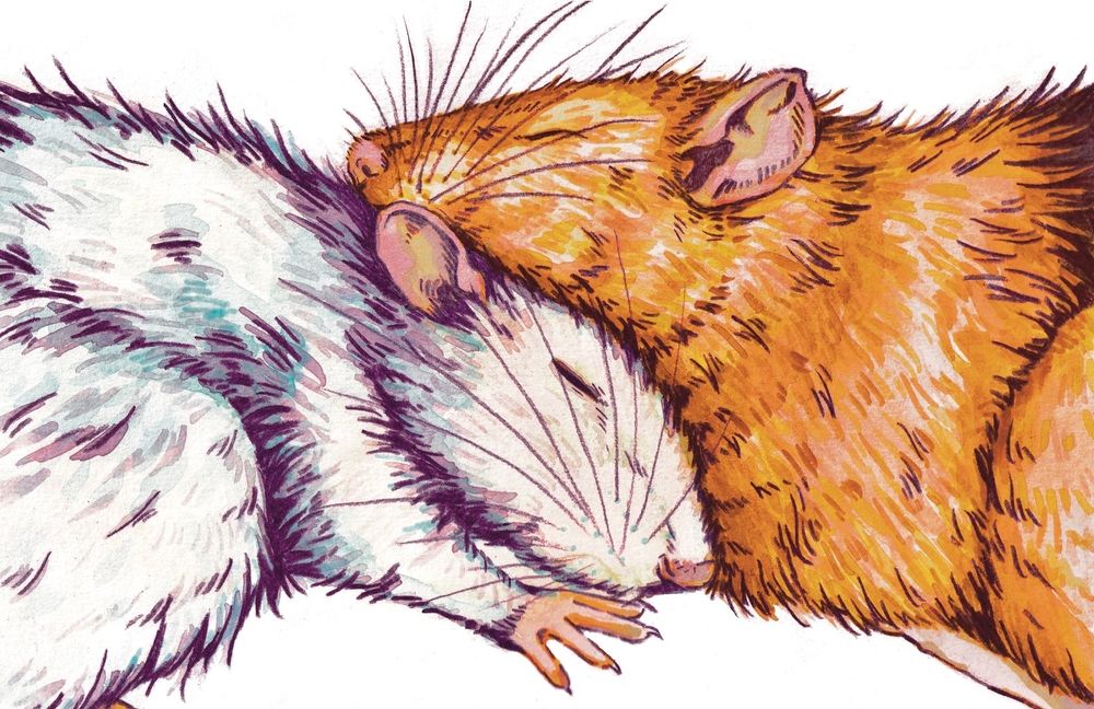 a traditional multi-media drawing of two rats, one white one brown. they are cuddled together with eyes closed