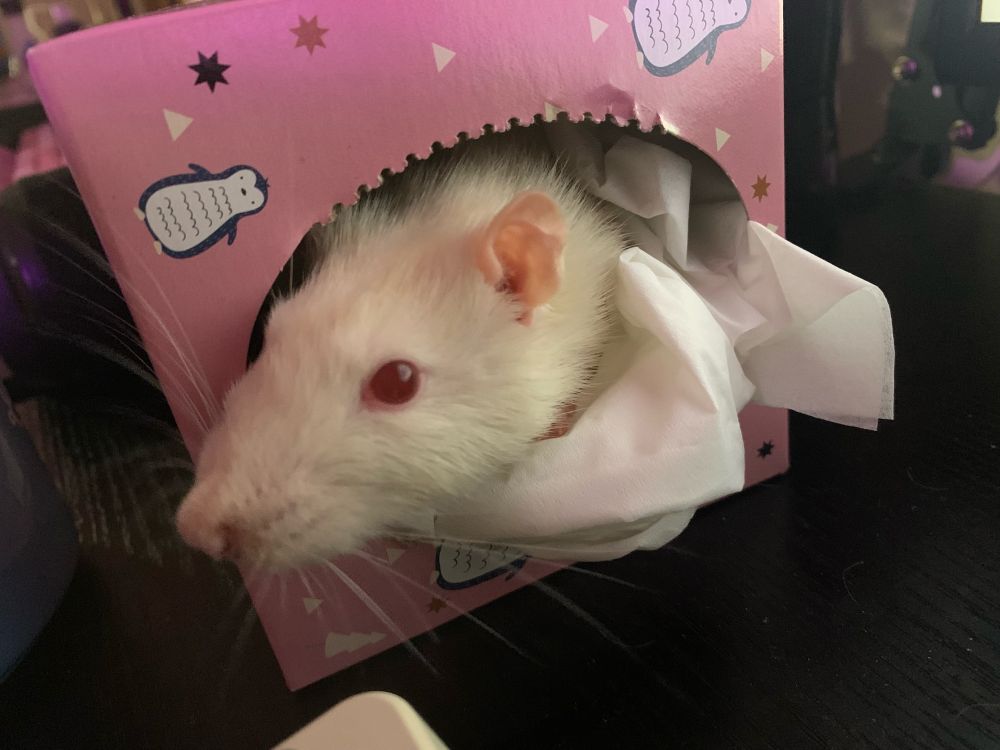 white rat with red eyes peeking out of a pink tissue box surrounded by tissues