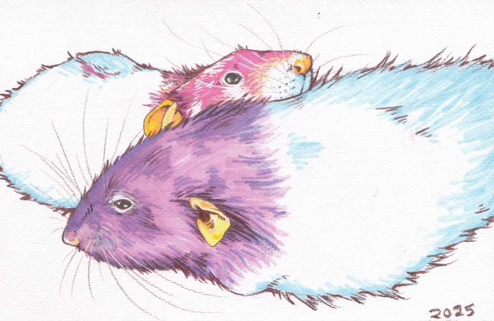 a marker and colored pencil doodle of two rats cuddling together 