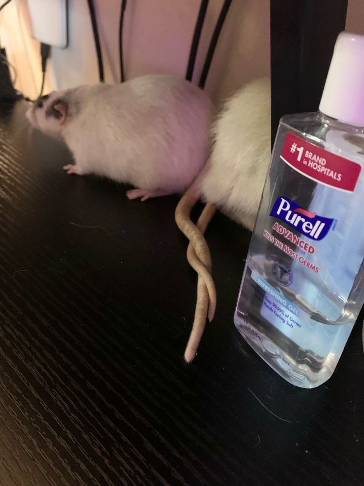 two rats with tails intertwined