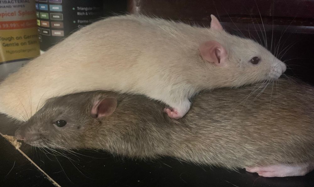 a tan rat stack on a brown rat. both are flat in a pancake state 