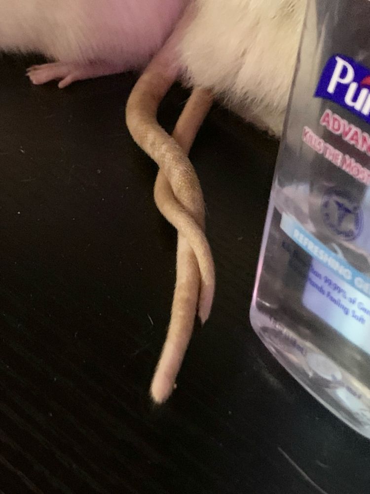 two rats with tails intertwined