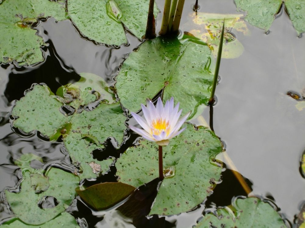 A photo of a flower with narrow outer purple petals and shorter inner yellow petals sticking up through the gap of a lillypad on a pond. The sky is reflecting a little in the water, interrupted occasionally by other lily pads.