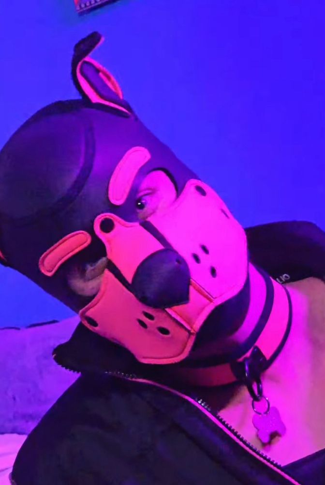 #pup #pupplay #collar #puppy