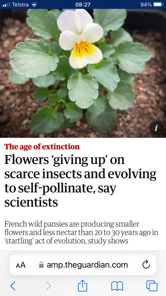 Guardian news article cover image of flowering pansies.