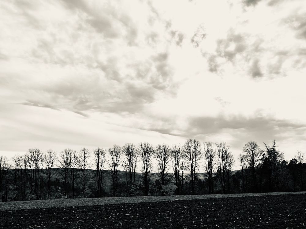 Allee gegen das Licht fotografiert in Silbertönen.