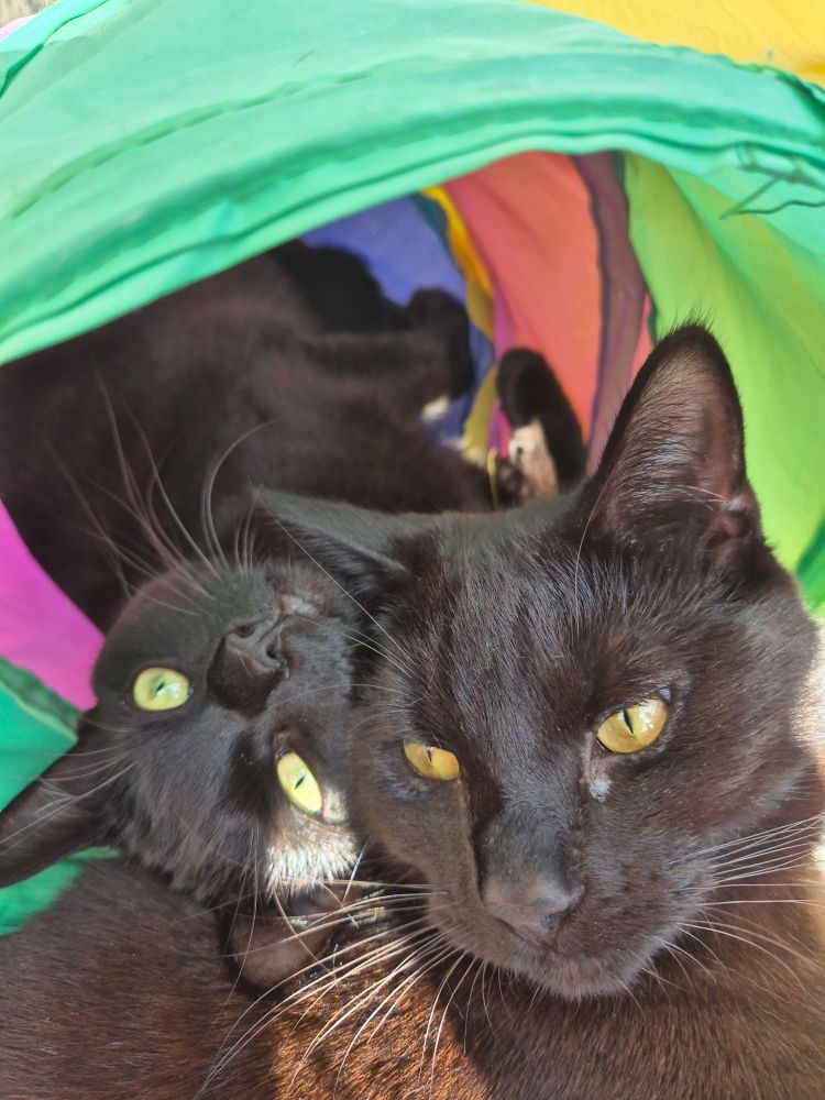 Misty and Bobbles. Misty is in the tunnel and leaning her head out. Bobbles had been trying to get in, but she put her head on top of him and was not letting him. They snuggled together like that. The cats are both black and the tunnel is green, red, blue, pink and has yellow piping.