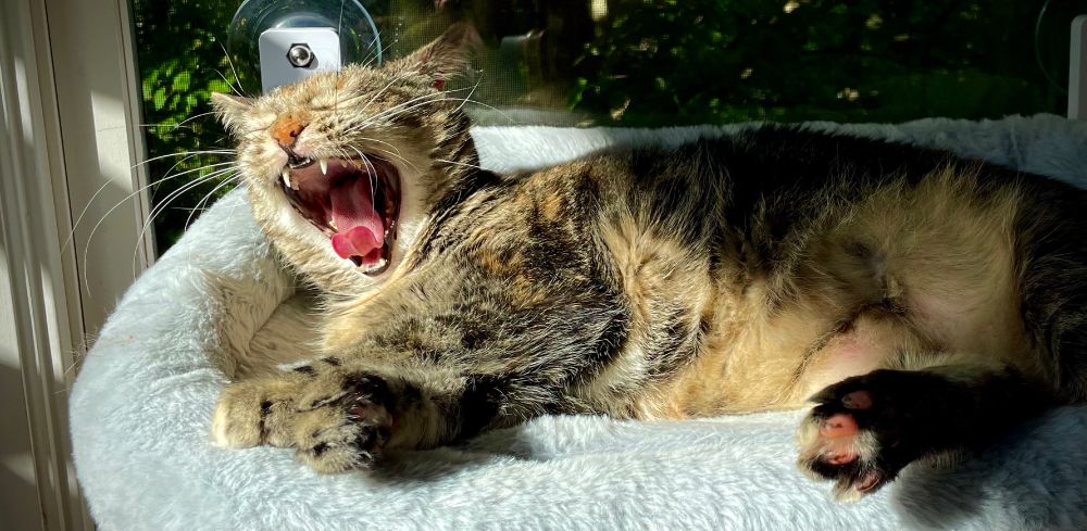 Artemis
This is a photo of a cat yawning while sitting in a window bed. The afternoon sun is coming through the window.