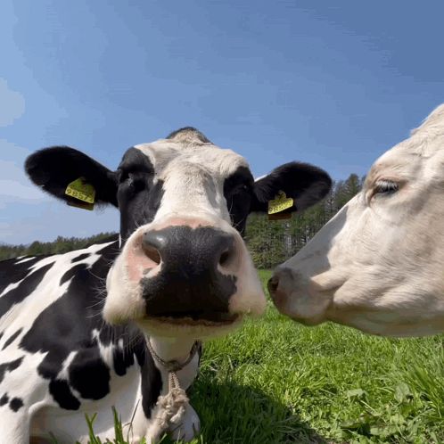 a black and white cow with a tag on its ear that says ' ln37 '