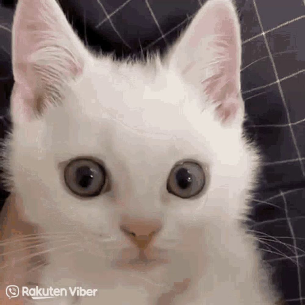 a close up of a white cat 's face with rakuten viber written on the bottom