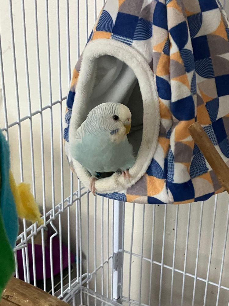 Subway the parakeet sitting in her hut