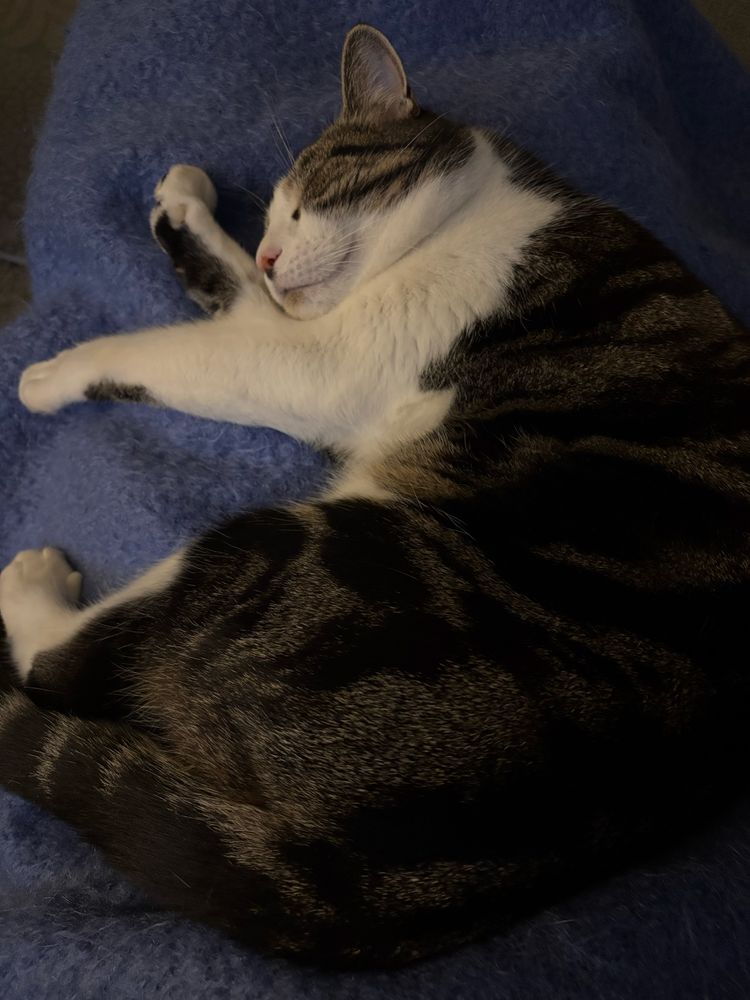 Large tabby cat fast asleep and snoring on my lap