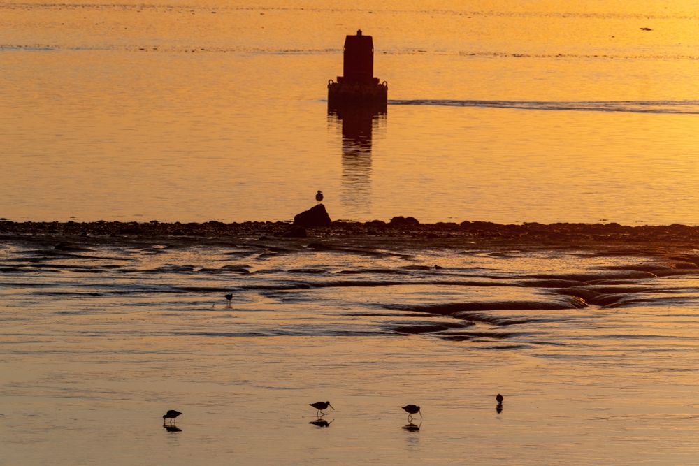 Waders enjoy the mud at low tide in the River Mersey during sunset.