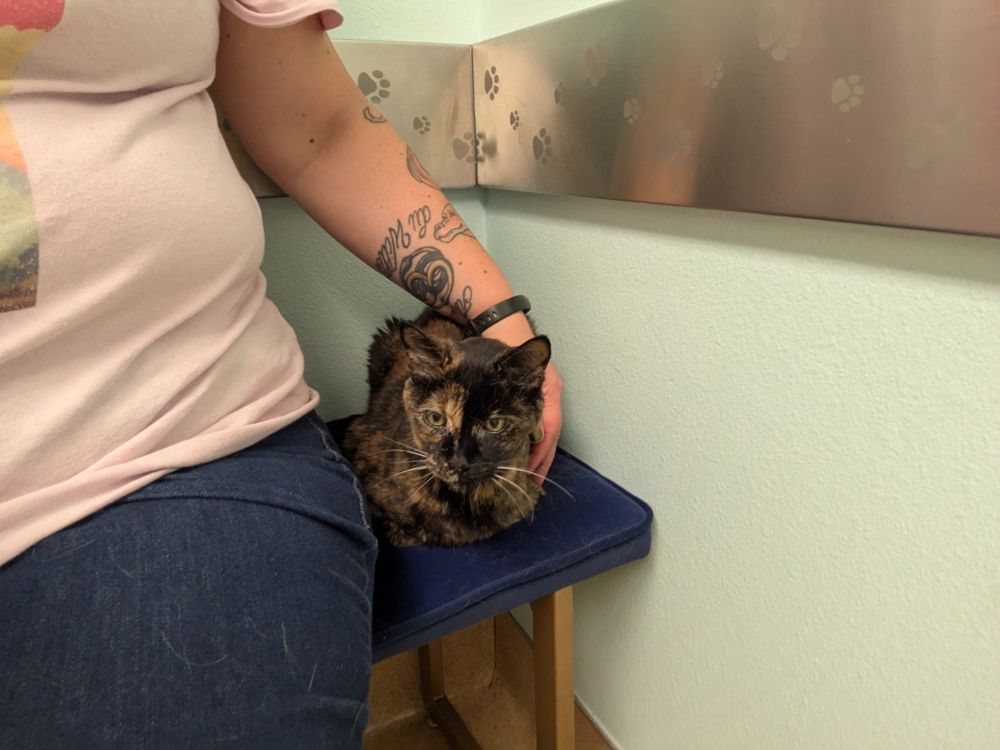 A tortoiseshell cat lays next to me on a bench in a vet exam room