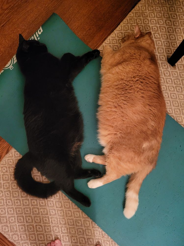 Two cars sleeping on a mat. One is black and one is ginger.