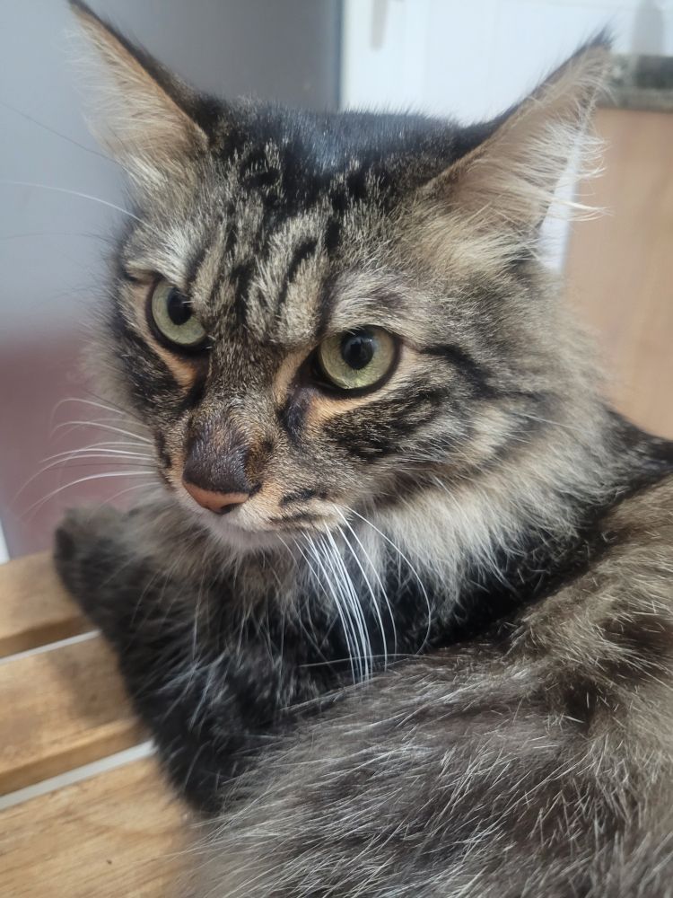 Picture of my cat Boogie whose attention is taken by something that is not the phone camera. He's very cute and fluffy.