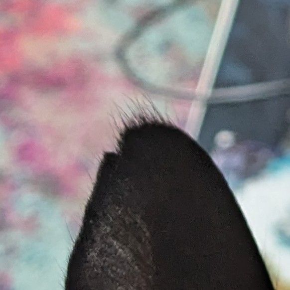 close up of the same ear, the notch is more obvious