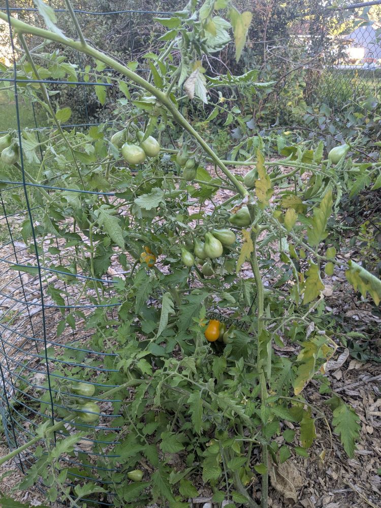 A yellow pear tomato plant growing in some mulch
