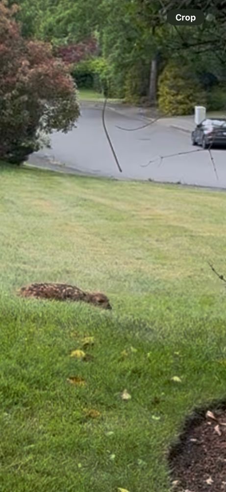 Fawn crouched down in the grass not too far from  a sidewalk. 