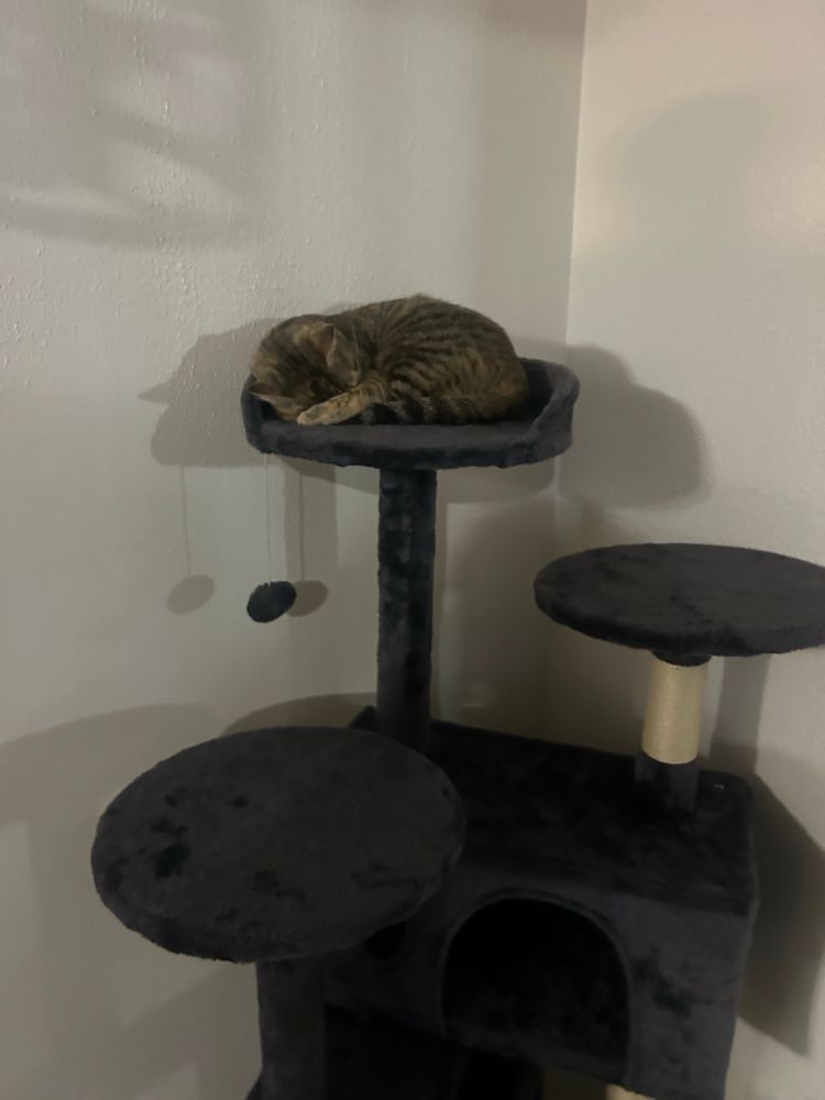 Gray cat asleep on top of a cat tree