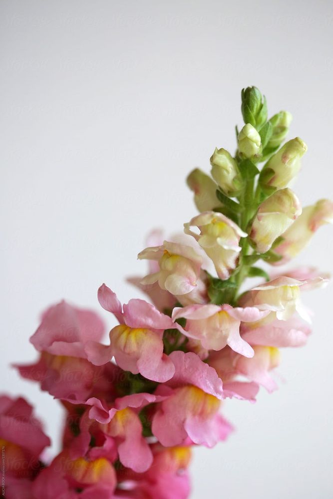 A single stem of snapdragons gradually shaded from pink to white.
