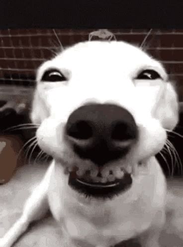 a close up of a white dog making a funny face with its mouth open .