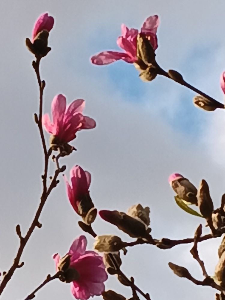 Bright pink magnolia flowers and buds against light grey clouds and blue sky.