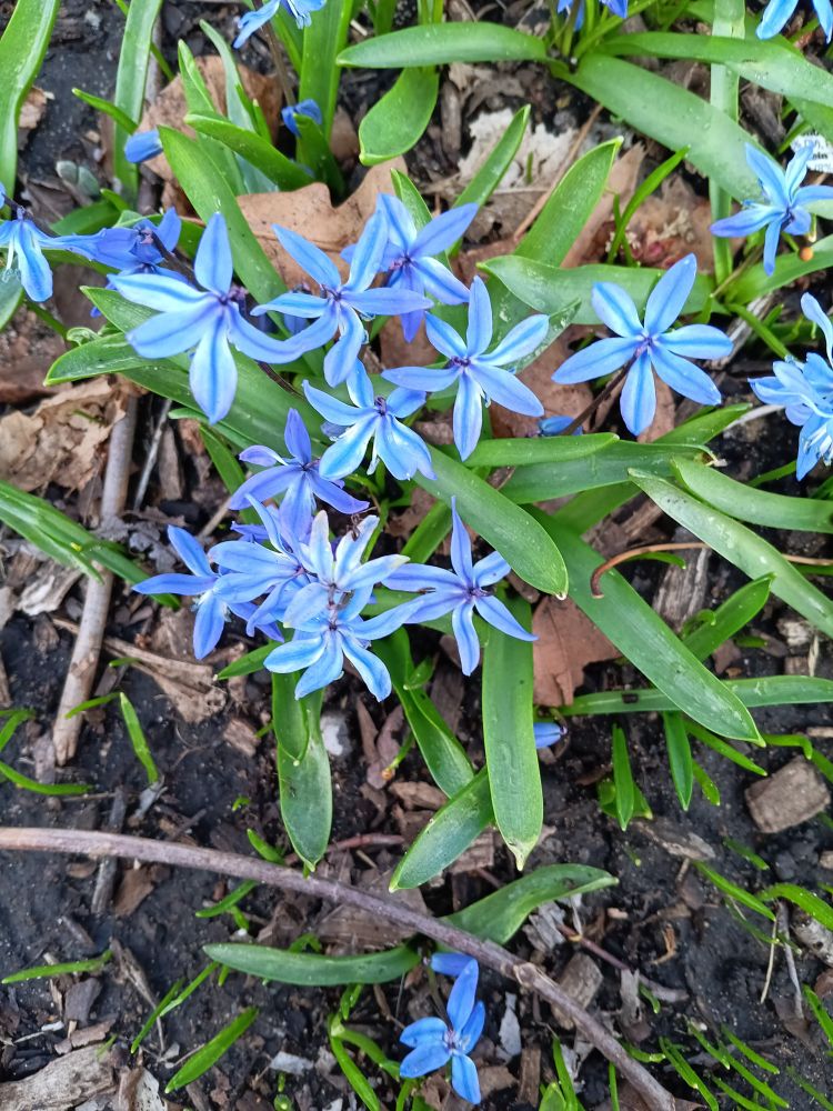Six petal blue flowers with long, thin pointed leaves. 