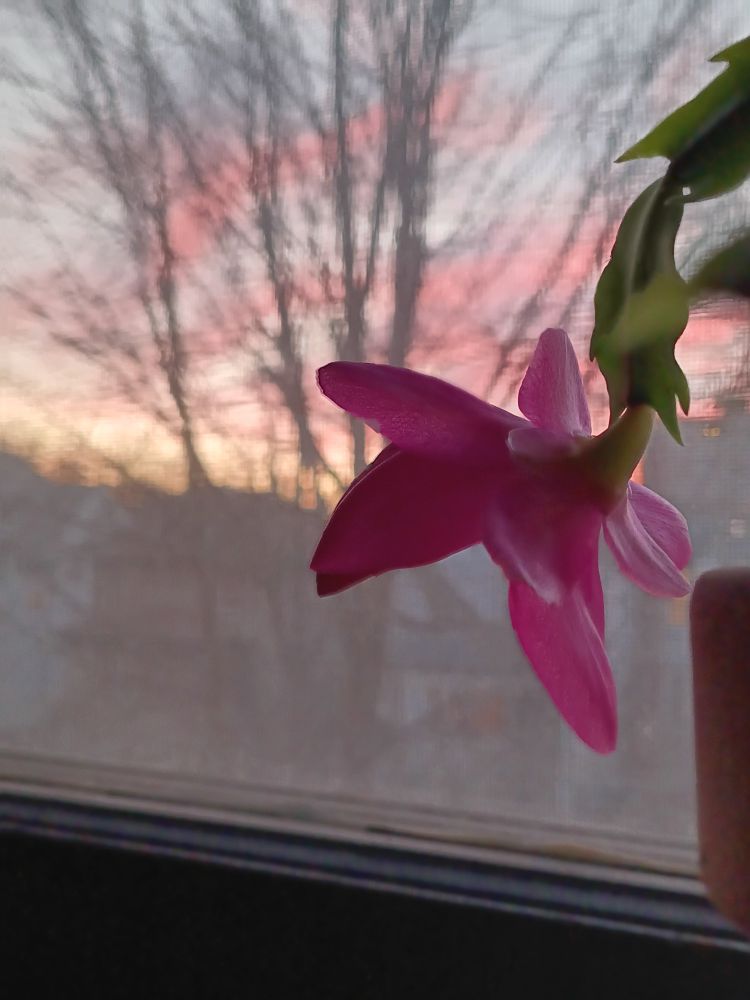 Rich pink cactus flower in front of window with pink clouds at sunset