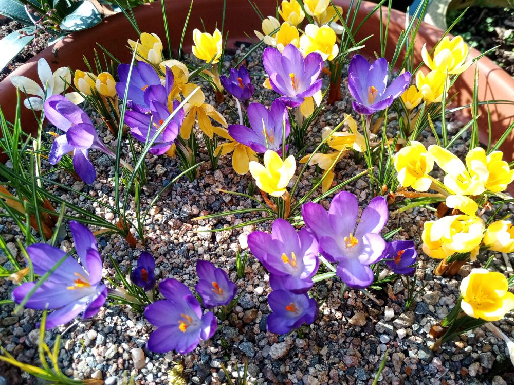 Purple and yellow crocuses in a bowl. 