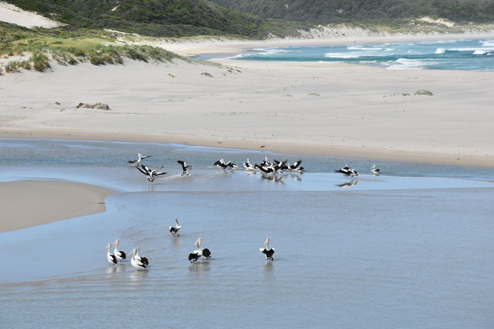 A large group of pelicans feeding in a lagoon with the ocean behind them.