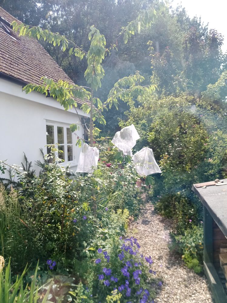 View of a cherry tree in the garden draped with laundry bags to protect the cherries from the birds.