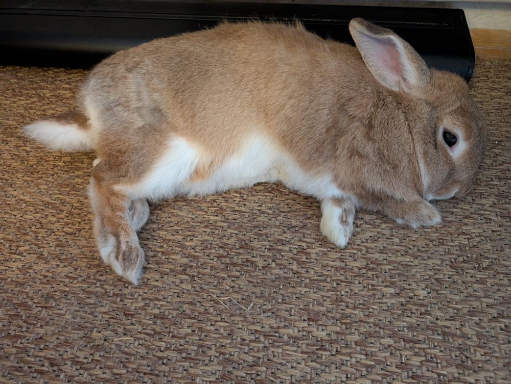 Cute bunny flops