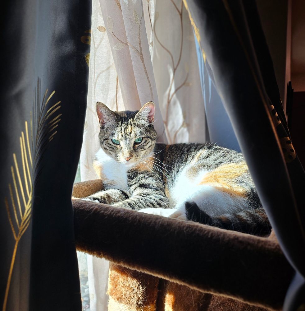 My cat Penny hanging out in the cat tree with a decent view out the window. 