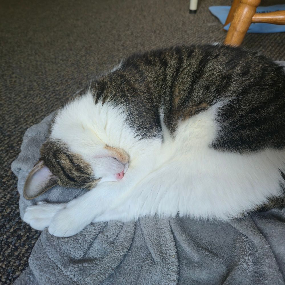 Poe getting some rest before terrorizing the apartment. 