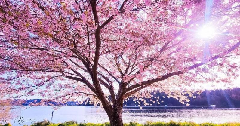 A tree with pink cherry blossoms and Lake Washington in the background 